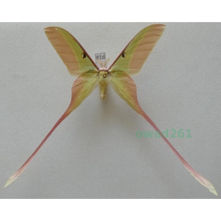 Actias dubernardi (Oberthür, 1897) male ex. ovo China 74mm81d